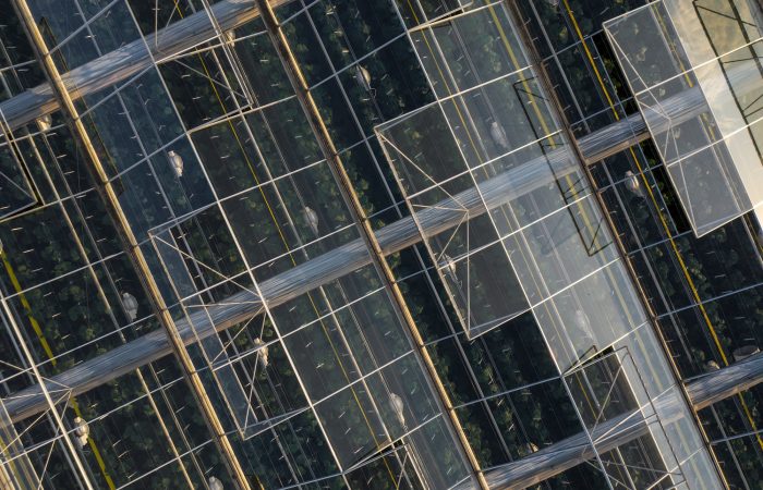 Indoor farming. Aerial top view of glass greenhouse plant