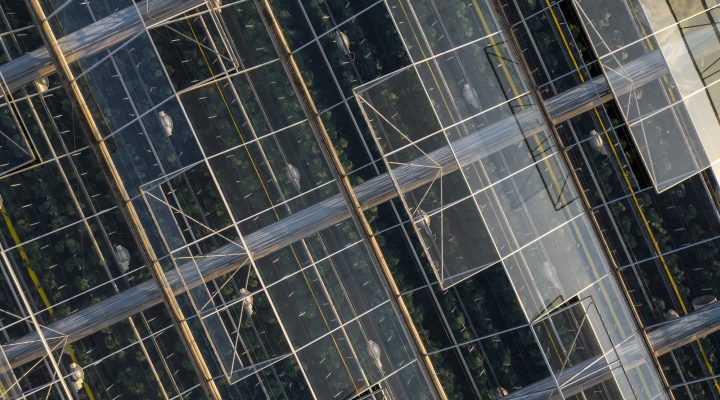 Indoor farming. Aerial top view of glass greenhouse plant