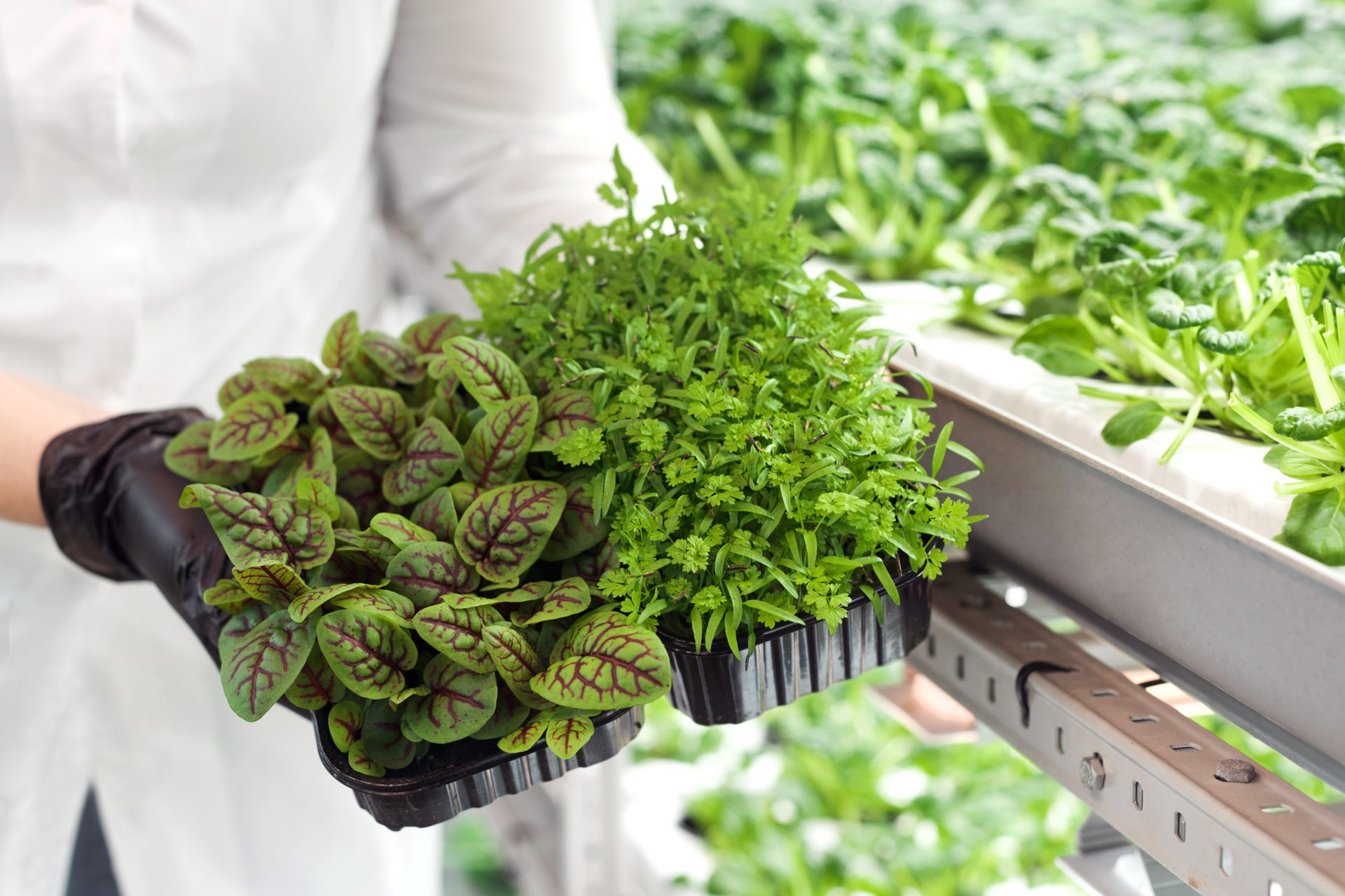 introduction to container farming