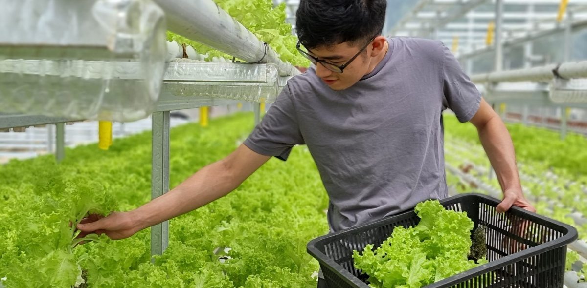 Hydroponics greenhouse