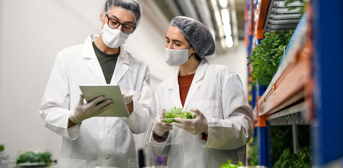 Workers with face mask using tablet in vertical farming 2.0, sustainable business and coronavirus.
