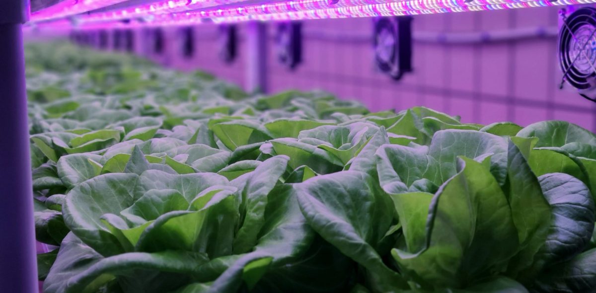Vegetables are growing in indoor farm(vertical farm).