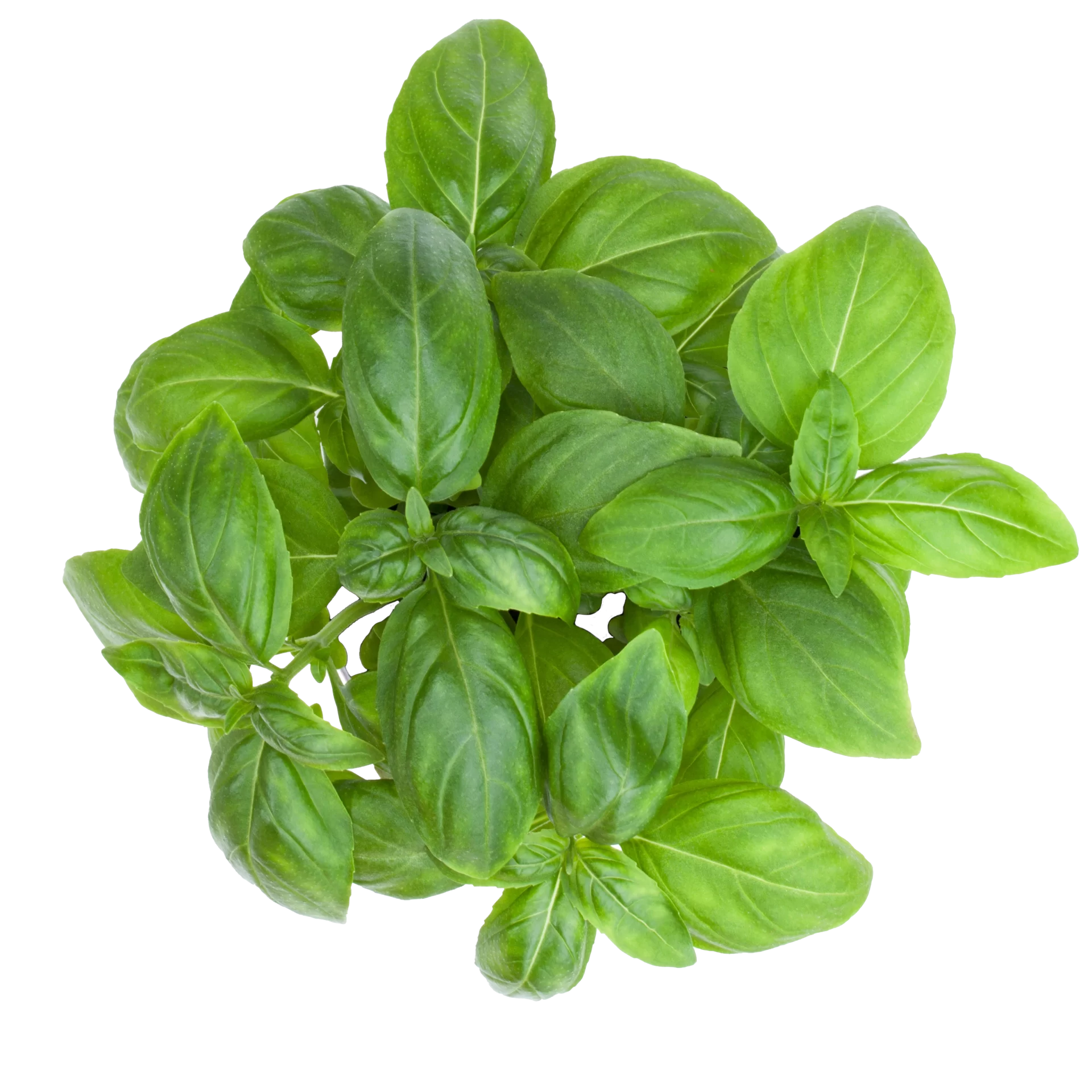 Basil