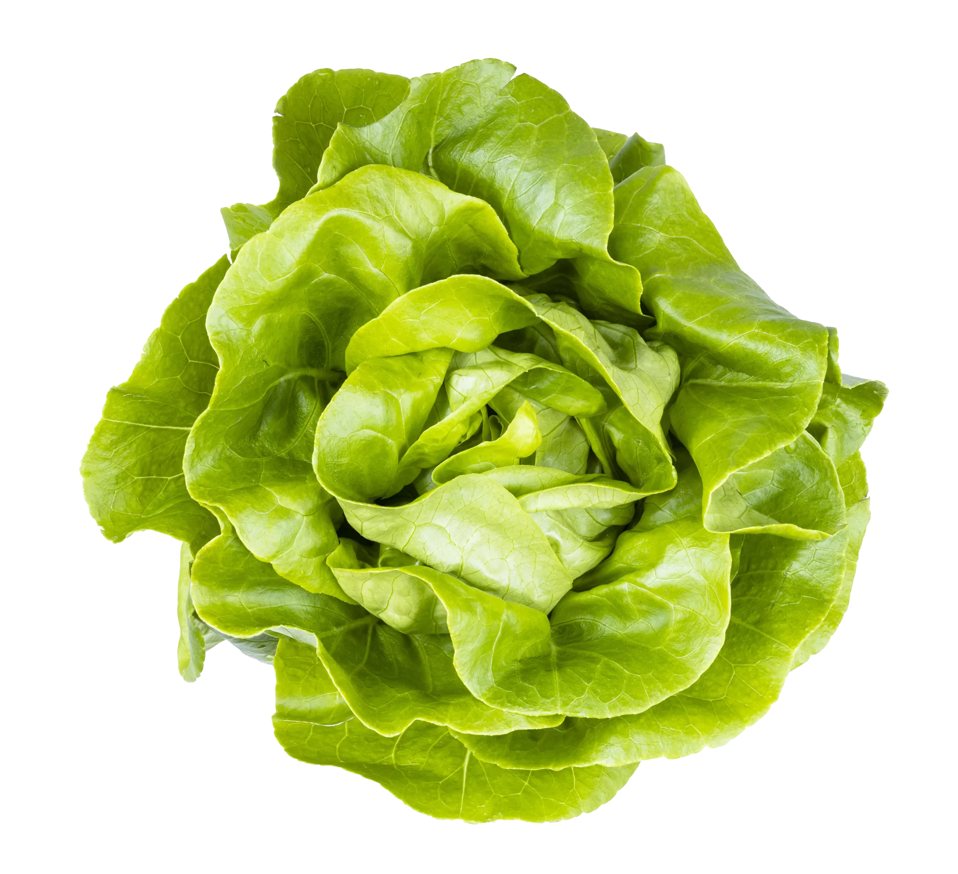 Lettuce